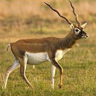 blackbuckantelope